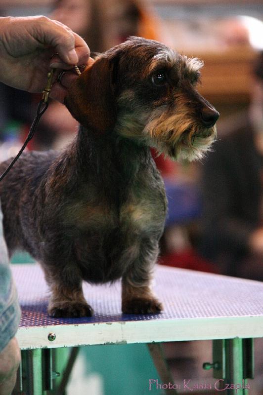 Crufts2011_2 1624.jpg